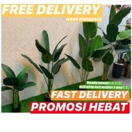 home decor bunga hiasan <READY STOCK> Artificial Plant Skybird / Pokok Banana / Pokok Pisang / Real 