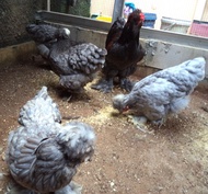Ayam brahma park blue anakan usia 1 bulan real foto & video indukannya
