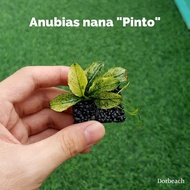 Anubias Nana Pinto by Dorbeach