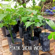 Anak Pokok Sacha Inchi