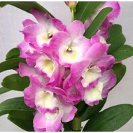 Anggrek dendrobium pink loo dewasa siap berbunga