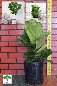 SJH - Ficus lyrata (Fiddle-Leaf Fig) 琴叶榕 [Real Plant/Indoor Plant/Pokok Hidup]