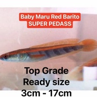 ikan chana channa maru super red barito kalimantan tengah asli 100%