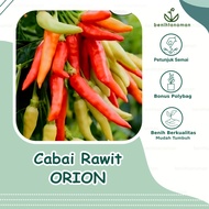 10 Biji - Benih Cabai Rawit ORION Cabai Rawit Tipe Dompolan/Klaster
