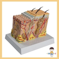 SA Human Skin Anatomy Model Human Skin Structure Anatomical Model Human Skin Anatomy Mode for Scienc