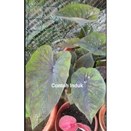 Keladi Kain Buruk Caladium Thai Rare Hybrid Indoors Outdoors Plants Flower Bunga