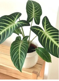 Caladium Lindenii - Live Plant