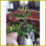 ∧ ➽ ﹍ Laurel Plants /multibranch/6 to 8 inches