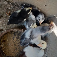 DOC Ayam Kampung BANGKOK BK Asli, DOC Ayam Kampung Unggulan KUB, dan DOC Ayam Kampung Jawa Umur 1-2 
