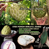 Giant Grand Custard Sugar Apple 番荔枝 5pcs Fresh Stem Stems Cuttings Tree Plant Early Fruit Superior V