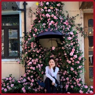 YUNRAO Hanging Flowers Rattan, 1.7m 21 Heads Plastic Silk Artificial Rose Vine,  8 Colors Fake Plant