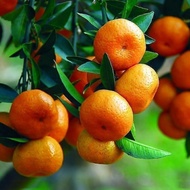 bibit jeruk Santang madu manis sudah berbuah 🤞