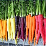 เมล็ดพันธุ์ แครอทคละสี Rainbow Mixed Carrot Seed บรรจุ 400 เมล็ด เมล็ดพันธุ์พืช เมล็ดพันธุ์ผัก เมล็ด