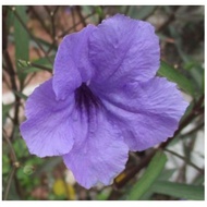 ( BUY 1 FREE 1) Ruellia simplex cutting( purple flowers)紫花芦莉草枝条keratan petunia darat