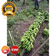 SUPER, Jual Bibit Pisang Ambon, Jual Bibit Pisang Ambon Warangan,