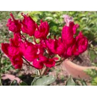 KERATAN BUNGA KERTAS ID TANGLUNG MERAH HATI - Garden