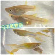 【嘉嘉寵物】日本藍雙劍 孔雀魚 🐟觀賞魚