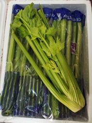 เซลารี่ celery คืนช่ายนอก ต้นสด