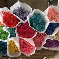 Immortal Gypsophila Gypsophila Big Bouquet Immortal Flower Bouquet Dried Flower Real Flower Bouquet