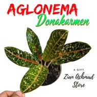 aglonema donacarmen / aglonema donakarmen / aglonema