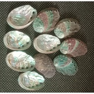 Abalone shell
