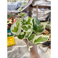 🔥🔥Hot Selling item🔥🔥Njoy pothos/Plant Njoy/Pokok Njoy/绿萝/Baja Njoy/Keladi/Caladium