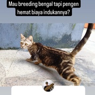 kucing bengal indukan sheeted marble