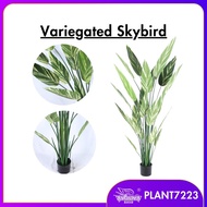 PREMIUM VARIEGATED SKYBIRD TREE / POKOK HIASAN VIRAL / ARTIFICIAL PLANT / ARTIFICIAL TREE / PLANT722