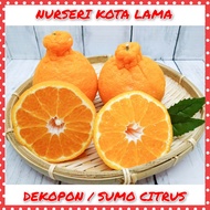 🔥RARE🔥 ANAK POKOK LIMAU DEKOPON HYBRID / SUMO CITRUS