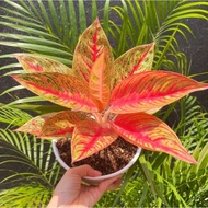 Aglaonema Red Legacy Mutasi /Aglonema Legacy / Aglonema Legacy Mutasi