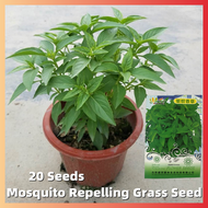 ปลูกง่าย เมล็ดสด100% เมล็ดพันธุ์ หญ้ากำจัดยุง บรรจุ 20เมล็ด Fresh Mosquito Repelling Grass Seeds เมล็ดดอกไม้ พืชไล่ยุง บอนสีราคาถูก เมล็ดบอนสี ต้นไม้มงคล บอนสี ดอกไม้ปลูกสวยๆ เมล็ดพันธุ์ดอกไม้ ไม้ประดับ พันธุ์ดอกไม้ ต้นบอนสี บอนไซ ดอกไม้ปลูก Seeds