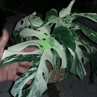 [✅Best Quality] Tanaman Hias Daun Philodendron Monstera Variegata