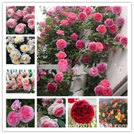 Rose Flower Seed Climbing Vine Rose Season Flower Seed All Year Round Flower Climbing Vine Climbing 