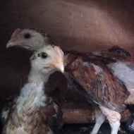 TERBARU AYAM PELUNG ANAKAN JUMBO BERKUALITAS