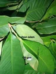 Daun salam fresh/herba