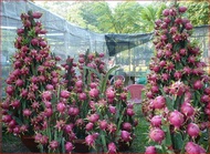 Dragon fruit white bonsai seed