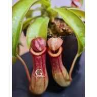 Nepenthes ventrata (Nepenthes alata x Nepenthes ventricosa)[Nepenthes, Monkey Cup][Carnivorous Plant