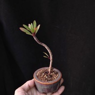 開花中 塔笛那麒麟 少見 無刺麒麟花 肉質灌木 連陶瓷花盆 開紅花 易種 可曬 盆栽 盆景 年花 禮物 奇花異草 紅葉  實拍 plant bonsai