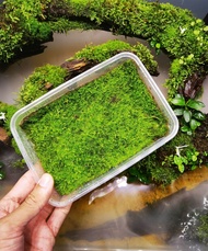 🔥Terrarium Moss🔥Haplocladium Microphyllum Moss(BUY 2 FREE 1) - Terrarium / Paludarium / Vivarium / M