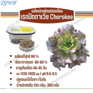 TGWH เมล็ดผักสลัด ชนิดเคลือบ 1000 เมล็ด(Rijk Zwaan)