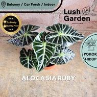 Alocasia Ruby Anak Pokok Hiasan Dalam Rumah Hidup Indoor Daun Hiasan Indoor Plant Live [LUSH GARDEN]