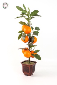 Megapro - ต้นส้ม ต้นไม้ปลอม ต้นส้มใหญ่ กระถางพลาสติก ลายไม้ 7000000000144
