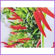 ❖ ✼ ◨ Hot pepper Red Hot F1 East West Seeds Small Sachet