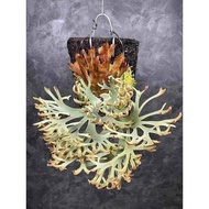 Platycerium OMG Sporeing 8 Jan 26