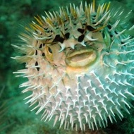 ikan hias air laut - buntal duri