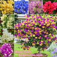 [Hot Sale] Colorful Dwarf Bougainvillea Flower Seeds for Planting (100 Seeds ) Bougainvillea Pants Mixed Permanent Home Garden Decor Bonsai Flower Plant Seeds Real Ornamental Air Plant Live Plant for Sale Gardening Seeds Easy To Planting In Philippines