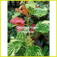 ✢ SALE!!!  RARE BOUGAINVILLEA CUTTINGS ONLY!