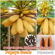 Stok tersedia melimpah Dwarf Papaya Seeds (30Pcs Per Pack) Heirloom Variety Papaya Bonsai benih buah