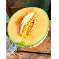 Rock Melon Sweet UTANO F1 Orange Sweet Seeds Benih Manis / OPEN FOR WHOLESALE
