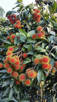 pokok Rambutan Jarum Mas Hybrid